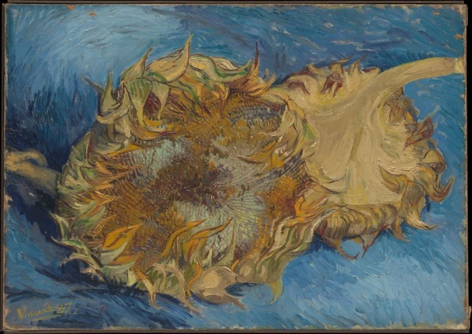 Reproduction of Sunflowers by Vincent van Gogh - Graphic design featuring a cross-section of a sunflower on a vibrant background.