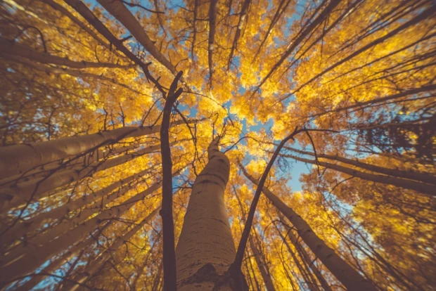 Autumn tree crown wall mural FP 3201 - Graphic design with trees featuring yellow leaves against a sky backdrop.