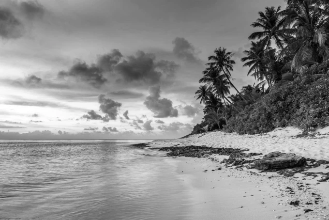 Tropical coast wall mural FP 3198 - Graphic design featuring palms, beach, and sea in a monochromatic tone.