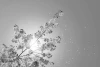 Cherry blossom wall mural FP 3188 - Graphic design featuring cherry flowers on a branch with sun rays.