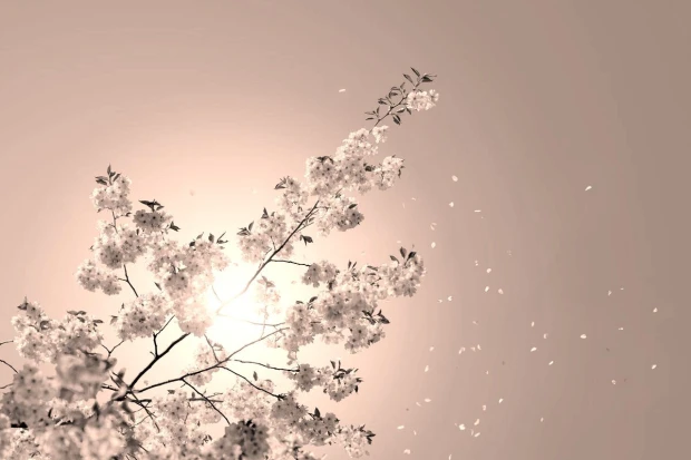 Cherry blossom wall mural FP 3188 - Graphic design with cherry flowers against a bright sun backdrop.
