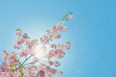 Cherry blossom wall mural FP 3188 - Graphic design. Cherry flowers against the sky with sun rays.