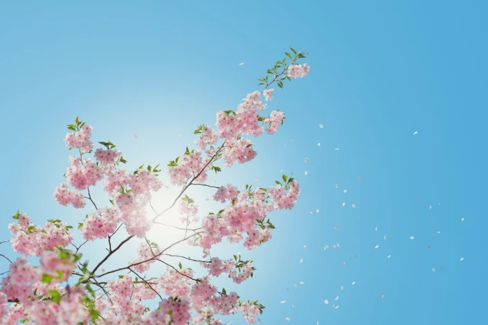 Cherry blossom wall mural FP 3188 - Graphic design. Cherry flowers against the sky with sun rays.