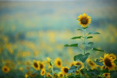 Wall mural with yellow sunflowers FP 3204 - Graphic design featuring bright sunflowers on a green background with clear leaves.
