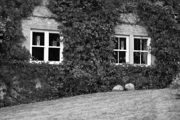 Ivy-covered house wall mural FP 3251 - Garden arrangement. Building with windows surrounded by green ivy.