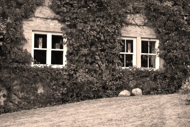 Ivy-covered house wallpaper FP 3251 - Garden decor. Building with windows surrounded by lush green ivy.
