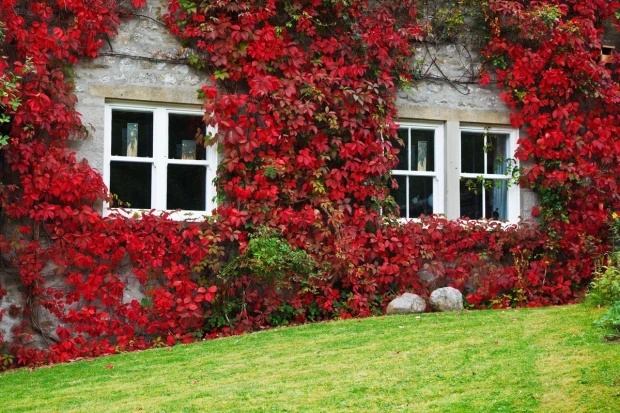 Ivy-covered house wallpaper FP 3251 - Garden decor. Red ivy leaves on a gray wall.