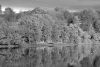 Wall mural of a forest reflected in a lake FP 3309 - Black and white design with trees and their reflection in water.