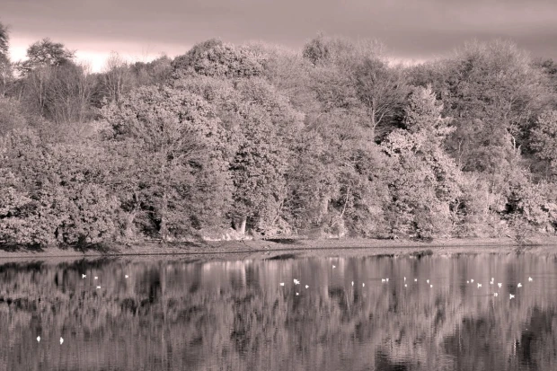 Wall mural of a forest reflected in a lake FP 3309 - Graphic design. Trees in various shades of gray.