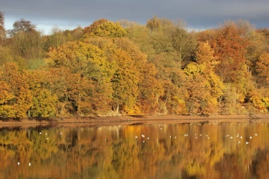 Wall mural of a forest reflected in a lake FP 3309 - Graphic design featuring trees in shades of yellow.