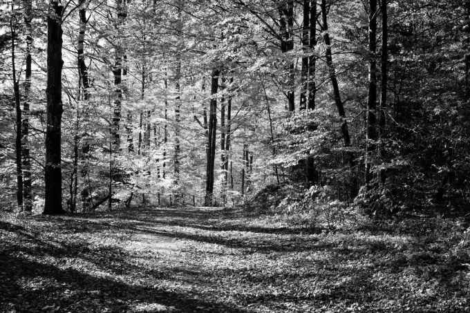 Forest road wallpaper in autumn FP 3304 - Graphic design featuring a tree-lined path.