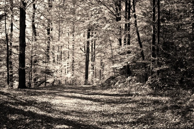 Forest road wallpaper in autumn FP 3304 - Graphic design. A road surrounded by trees with falling leaves.