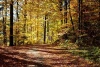 Forest road wallpaper in autumn FP 3304 - Graphic design. Road surrounded by trees with yellow leaves.