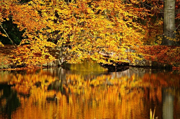 Autumn park wall mural FP 3314 - Graphic design in yellow, orange, and red with reflections.