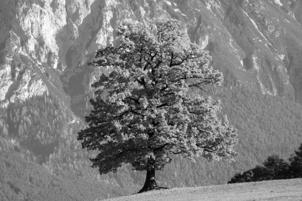 Wall mural of a solitary autumn tree FP 3312 - Graphic design. Tree with a wide crown against a mountain backdrop.