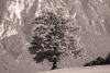 Wall mural of a solitary autumn tree FP 3312 - Graphic design. Tree against mountains, monochromatic with clear details.