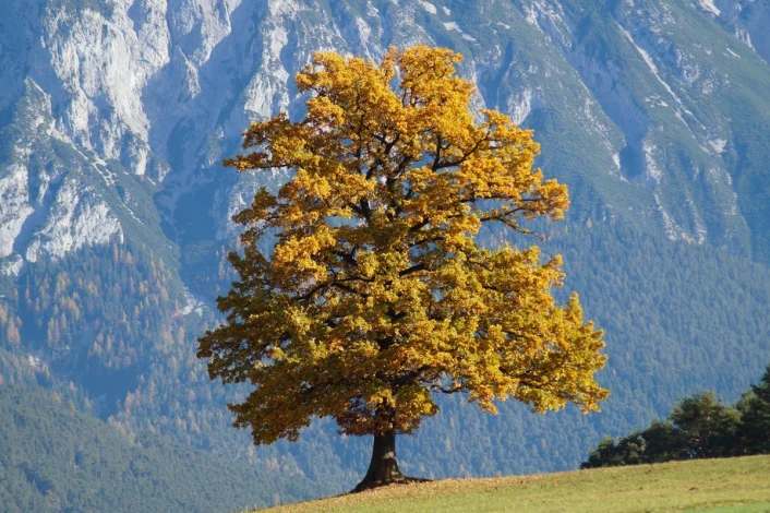 Wall mural of a solitary autumn tree FP 3312 - Graphic design. Tree with yellow leaves against a mountain backdrop.