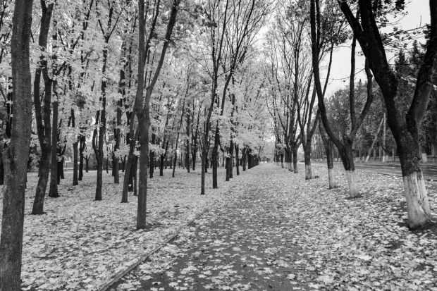 Wall mural of a pathway covered in yellow leaves FP 3349 - Graphic design with trees and fallen leaves.