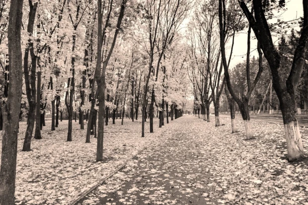 Wall mural of a pathway covered in yellow leaves FP 3349 - Graphic design featuring trees and fallen leaves.
