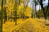 Wall mural of a pathway lined with yellow leaves, featuring trees with yellow foliage on both sides.