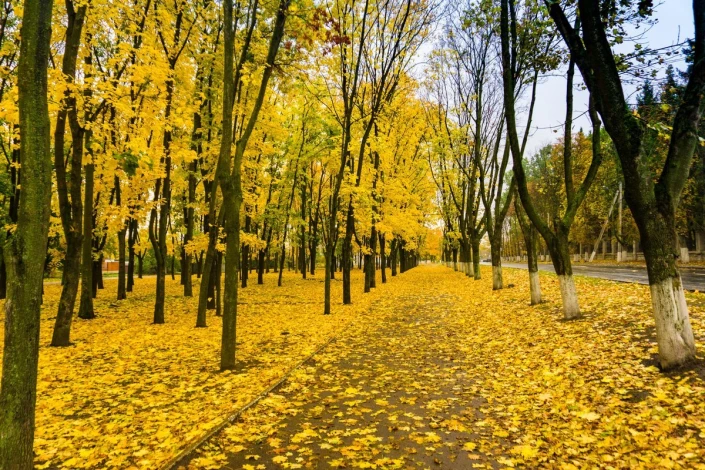 Wall mural of a pathway lined with yellow leaves, featuring trees with yellow foliage on both sides.