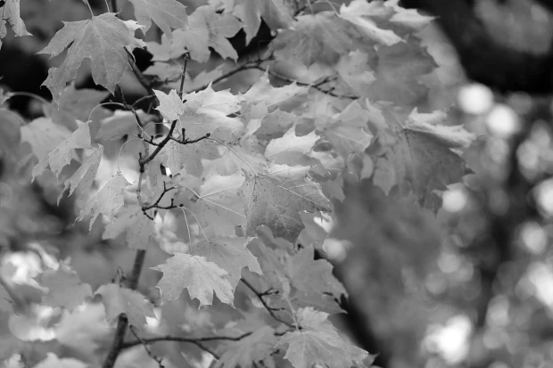 Autumn branch wall mural FP 3344 - Graphic pattern with gray leaves in various shapes and subtle details.