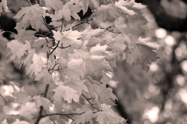 Autumn branch wall mural FP 3344 - Graphic design with gray leaves forming a dense pattern.