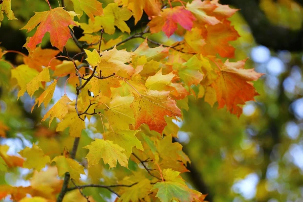 Autumn branch wall mural FP 3344 - Graphic design with leaves in shades of yellow, orange, and green.