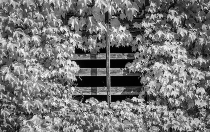 Autumn ivy wall mural FP 3327 - Graphic design. Ivy leaves in shades of gray, creating a stylish backdrop.