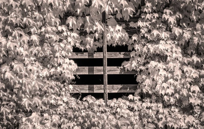 Autumn ivy wall mural FP 3327 - Graphic design. Ivy leaves in shades of gray cover a wooden surface.