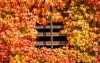 Autumn ivy wall mural FP 3327 - Graphic design with leaves in shades of red, orange, and yellow.