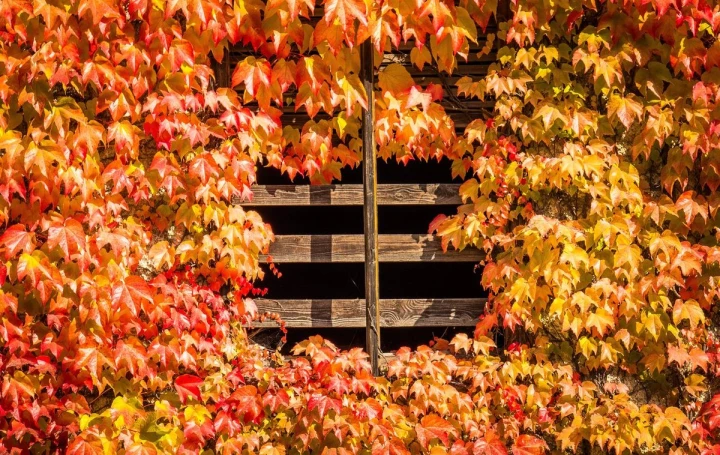 Autumn ivy wall mural FP 3327 - Graphic design with leaves in shades of red, orange, and yellow.