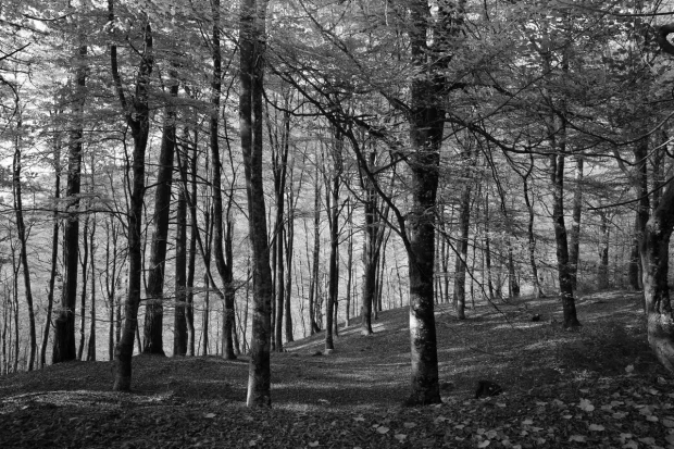 Autumn forest wall mural FP 3357 - Graphic design with trees of varying heights and gray-toned leaves.
