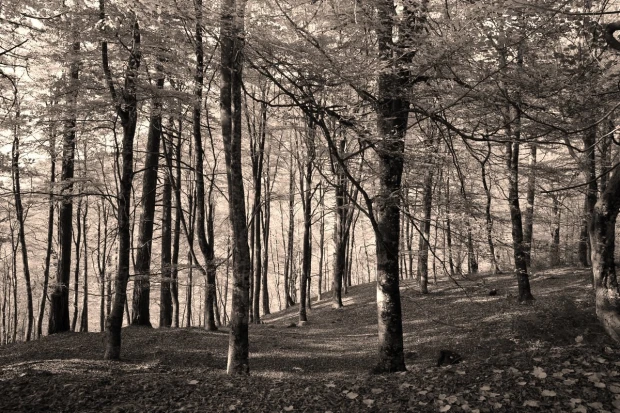 Autumn forest wall mural FP 3357 - Forest arrangement with trees of varying heights and density.
