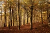 Autumn forest wall mural FP 3357 - Graphic design featuring trees with yellow and orange leaves on a woodland path.
