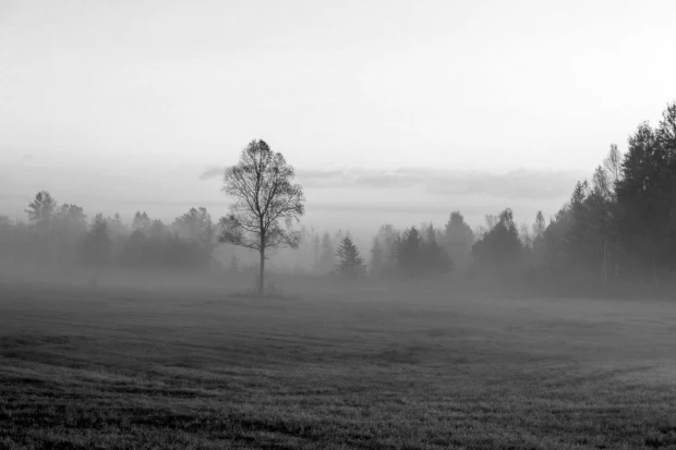 Foggy autumn morning wall mural FP 3320 - Graphic design featuring a misty landscape with a tree.