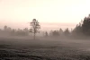 Foggy autumn morning wall mural FP 3320 - Graphic design with misty trees and fields in shades of gray.