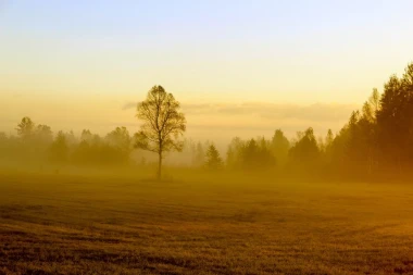 Foggy autumn morning wall mural FP 3320 - Graphic design with mist over a meadow and trees in soft hues.