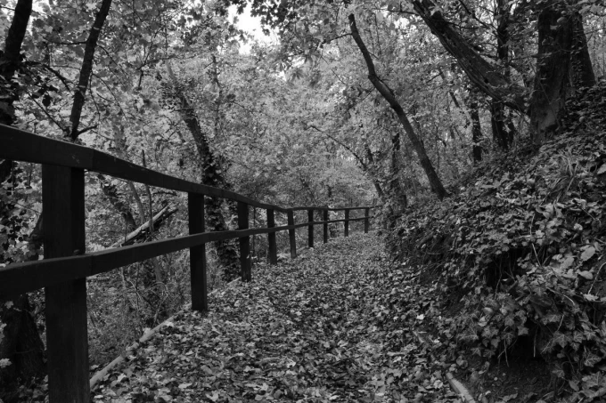 Wall mural of a bridge covered in colorful leaves FP 3364 - Forest-themed decor with trees and foliage.