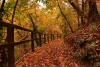 Wall mural of a bridge covered in colorful leaves FP 3364 - Forest decor with dominant shades of yellow and orange.