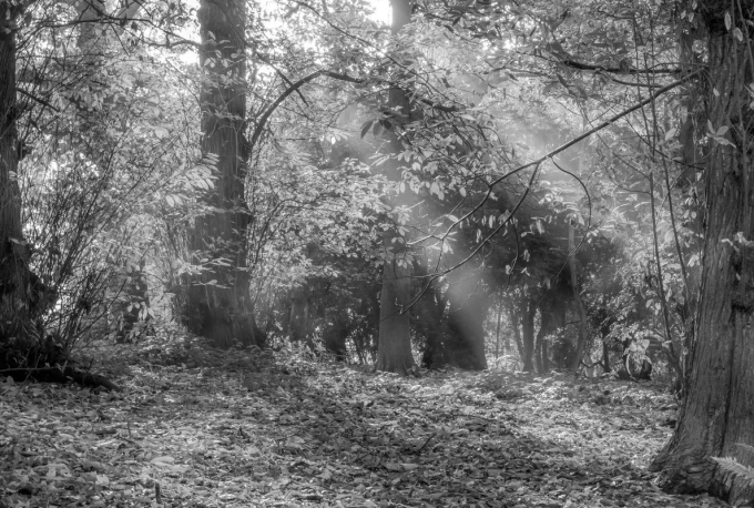 Wall mural of sunlight on autumn leaves FP 3337 - Graphic design featuring trees.