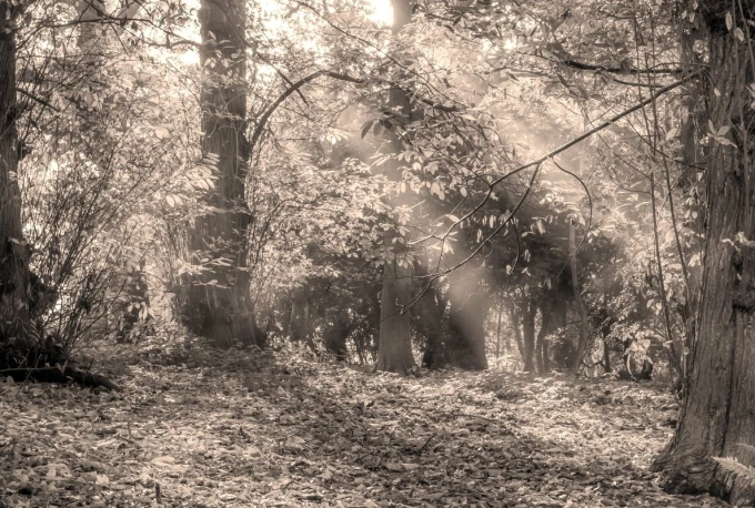 Wall mural of sunlight shining on autumn leaves FP 3337 - Graphic design featuring trees.