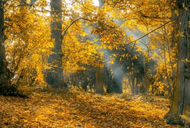 Wall mural of sunlight on autumn leaves FP 3337 - Graphic design. Leaves in shades of yellow.