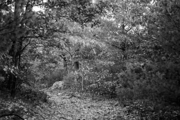 Hidden forest path FP 3340 brings the ambiance of a mysterious forest, perfect for a cozy space.