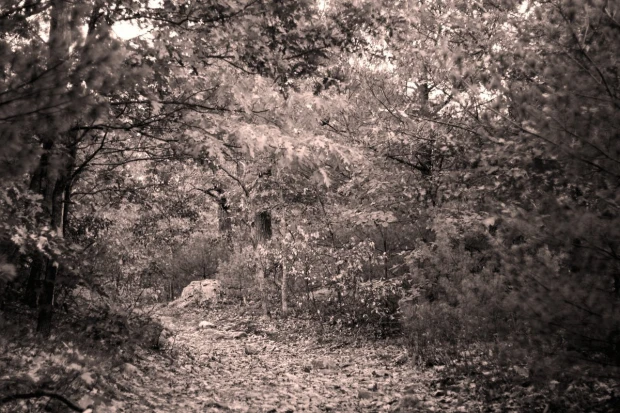 Hidden forest path FP 3340 brings a mysterious natural vibe, perfect for modern interiors.