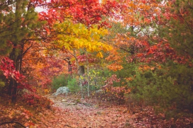 Forest path wallpaper FP 3340 - Graphic design with tree and leaf shapes in shades of red and yellow.