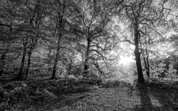 Wall mural warm autumn day in the park FP 3382 - Graphic design featuring trees in sunlight.