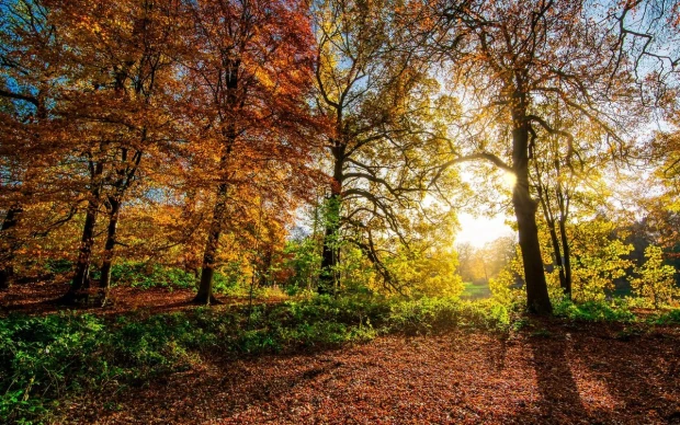 Wall mural warm autumn day in the park FP 3382 - Graphic design. Trees in shades of yellow and orange.
