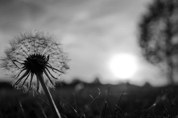 Dandelion wall mural FP 3403 - Graphic design in black and white with clear seed details.