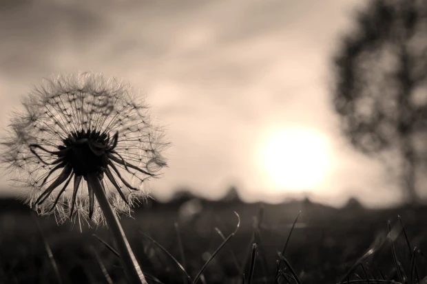 Dandelion wall mural FP 3403 - Graphic design featuring a dandelion with delicate hairs against a sunlit background.